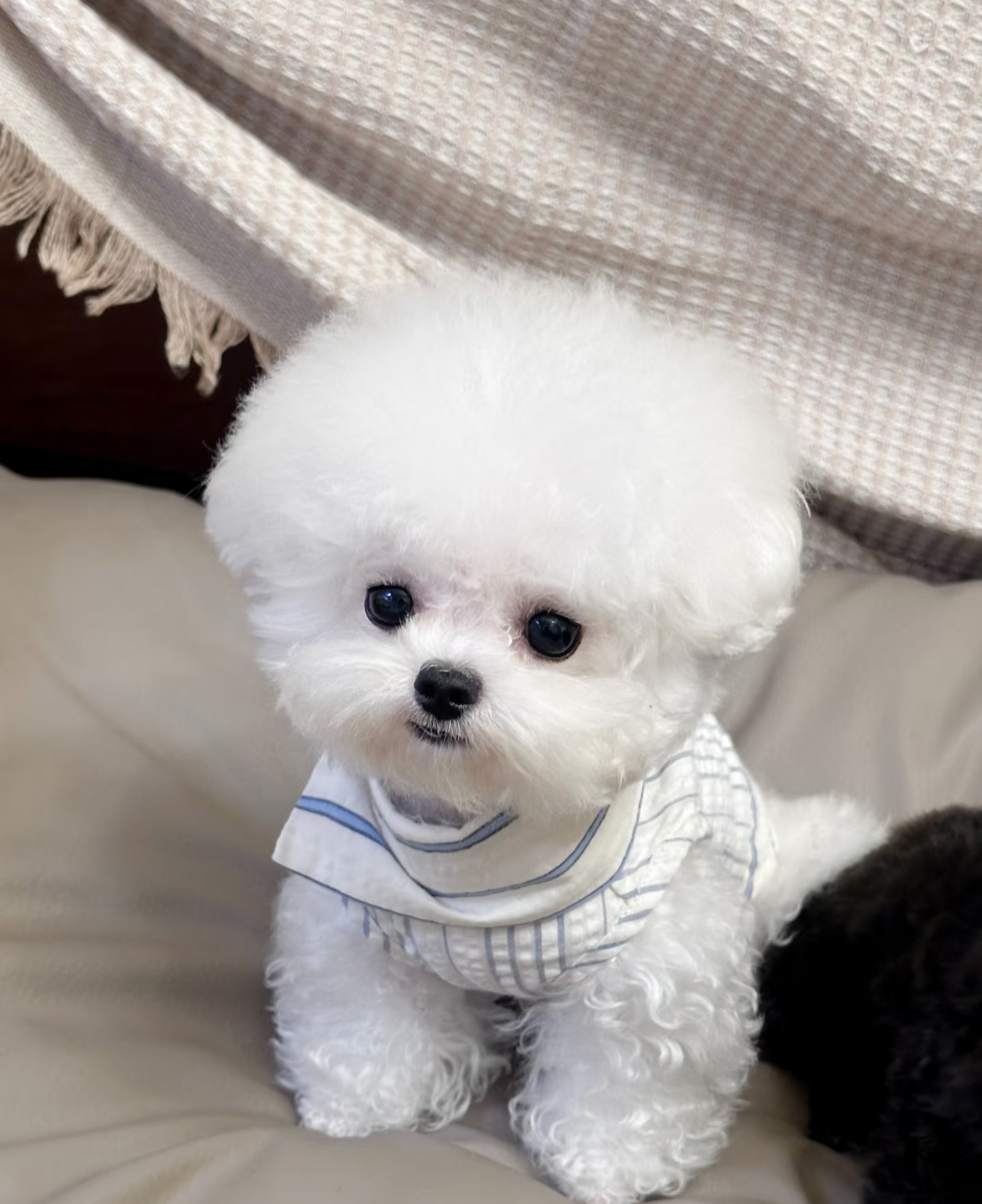 小体比熊